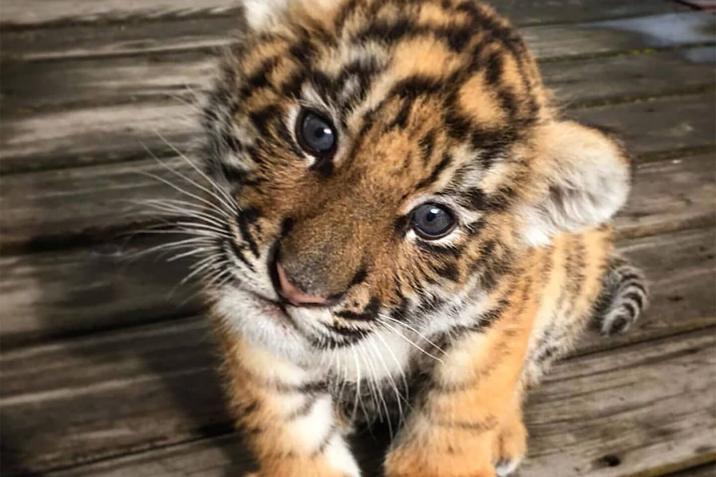 Cute tiger cub