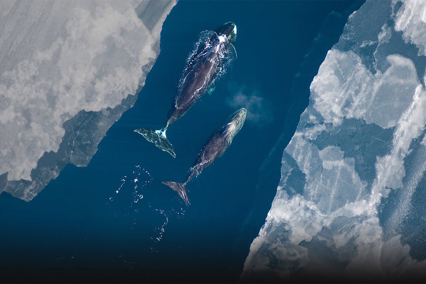 Wales swimming between ice from above