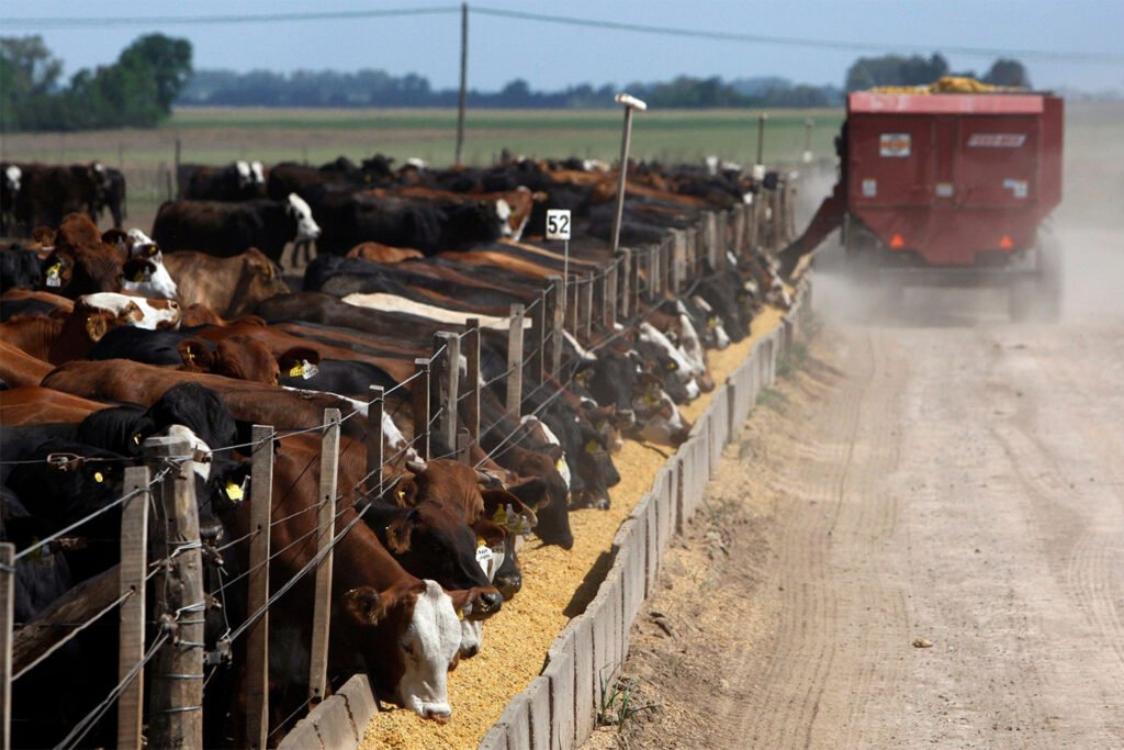 Livestock cows eating
