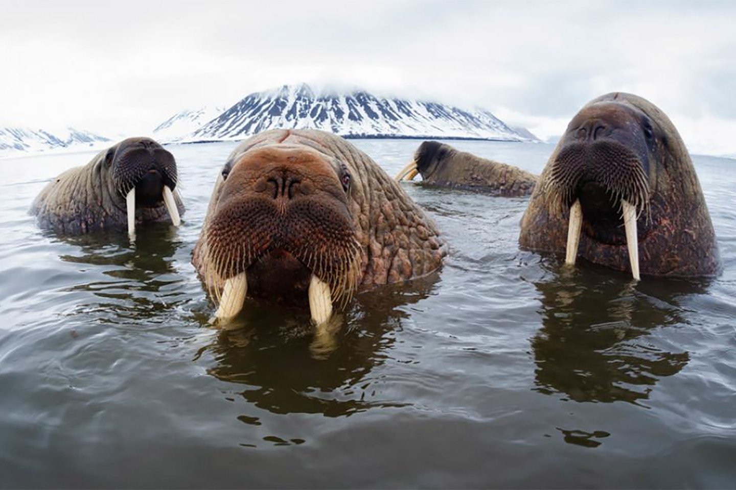 Walruses in sea