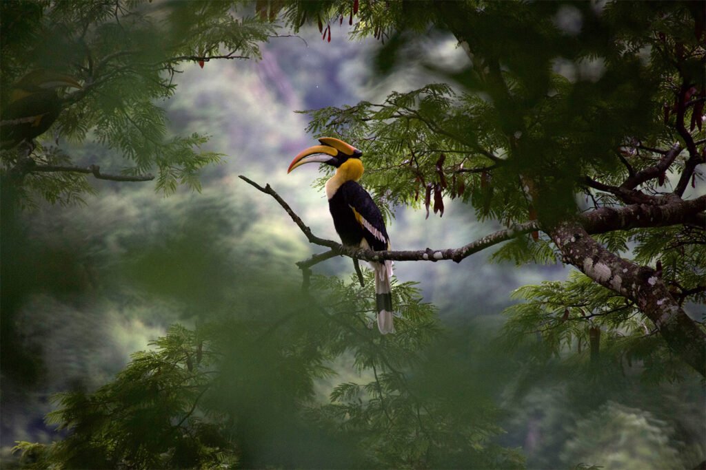 Amazing photo of bird in jungle