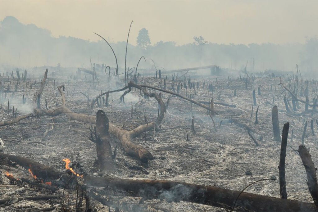 Deforestation burning forest