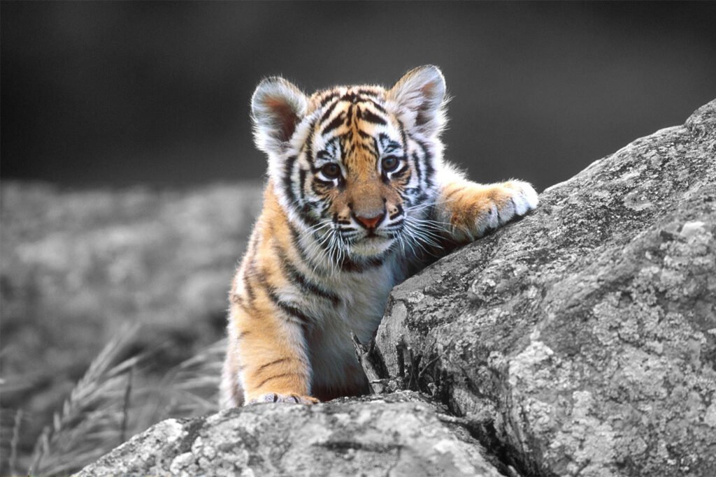 Cute baby tiger on rock