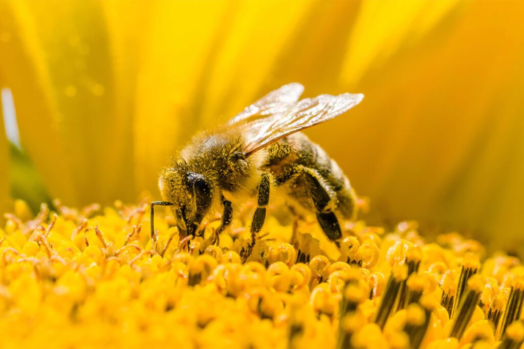 Bee on yellow flower