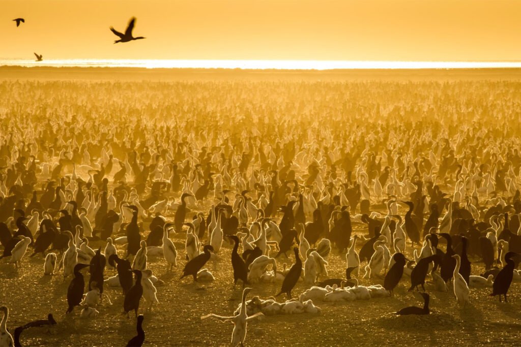 Amazing picture of birds in golden sunset