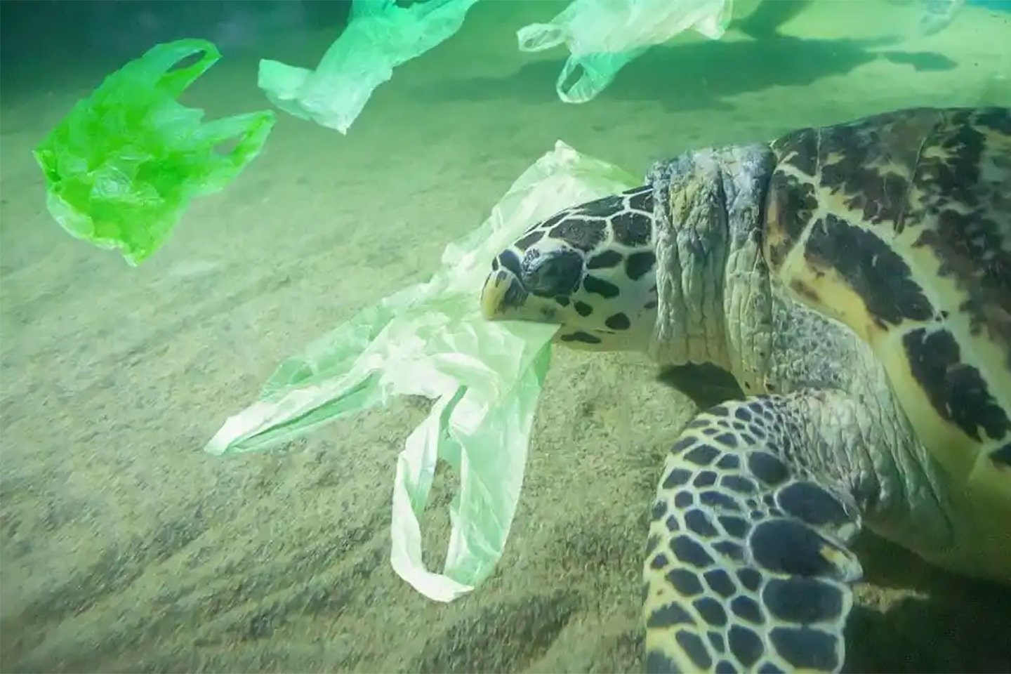 Turtle eating plastic