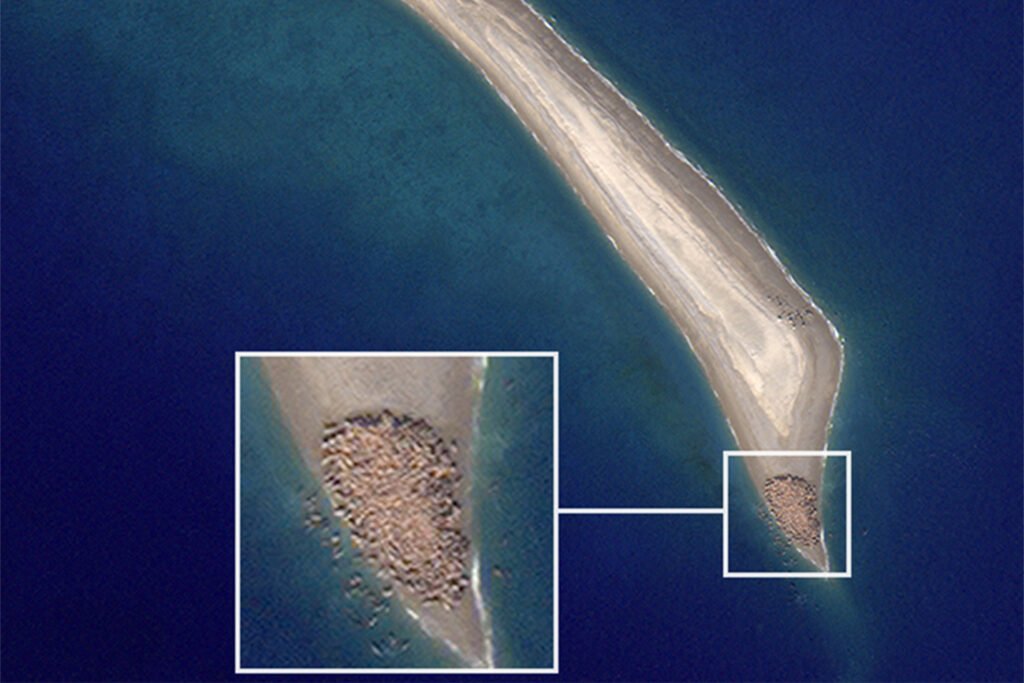 Walruses from space
